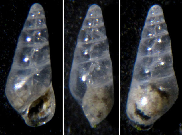 Eulimidae 3